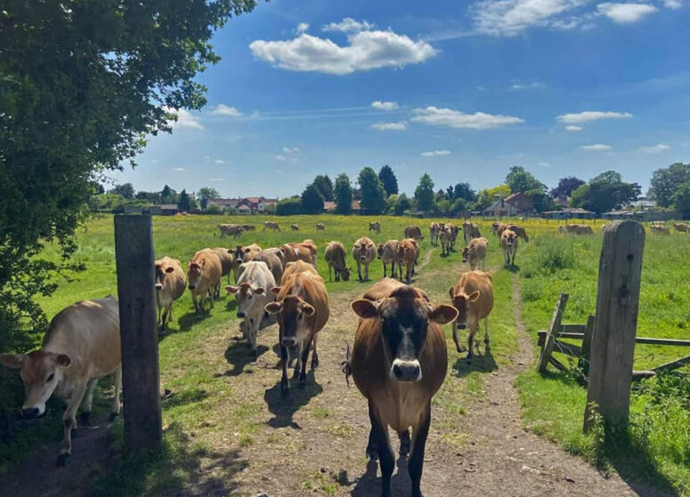 A herd of cows